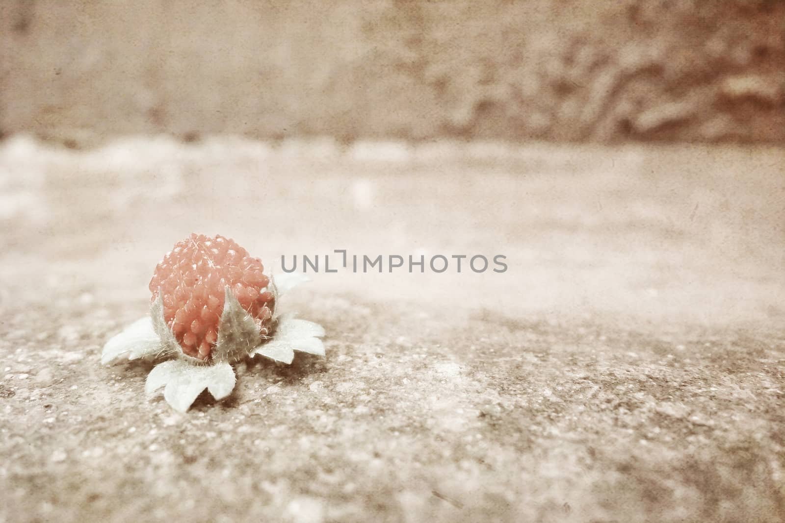 One berry a wild strawberry lies on concrete texture rough monochrome