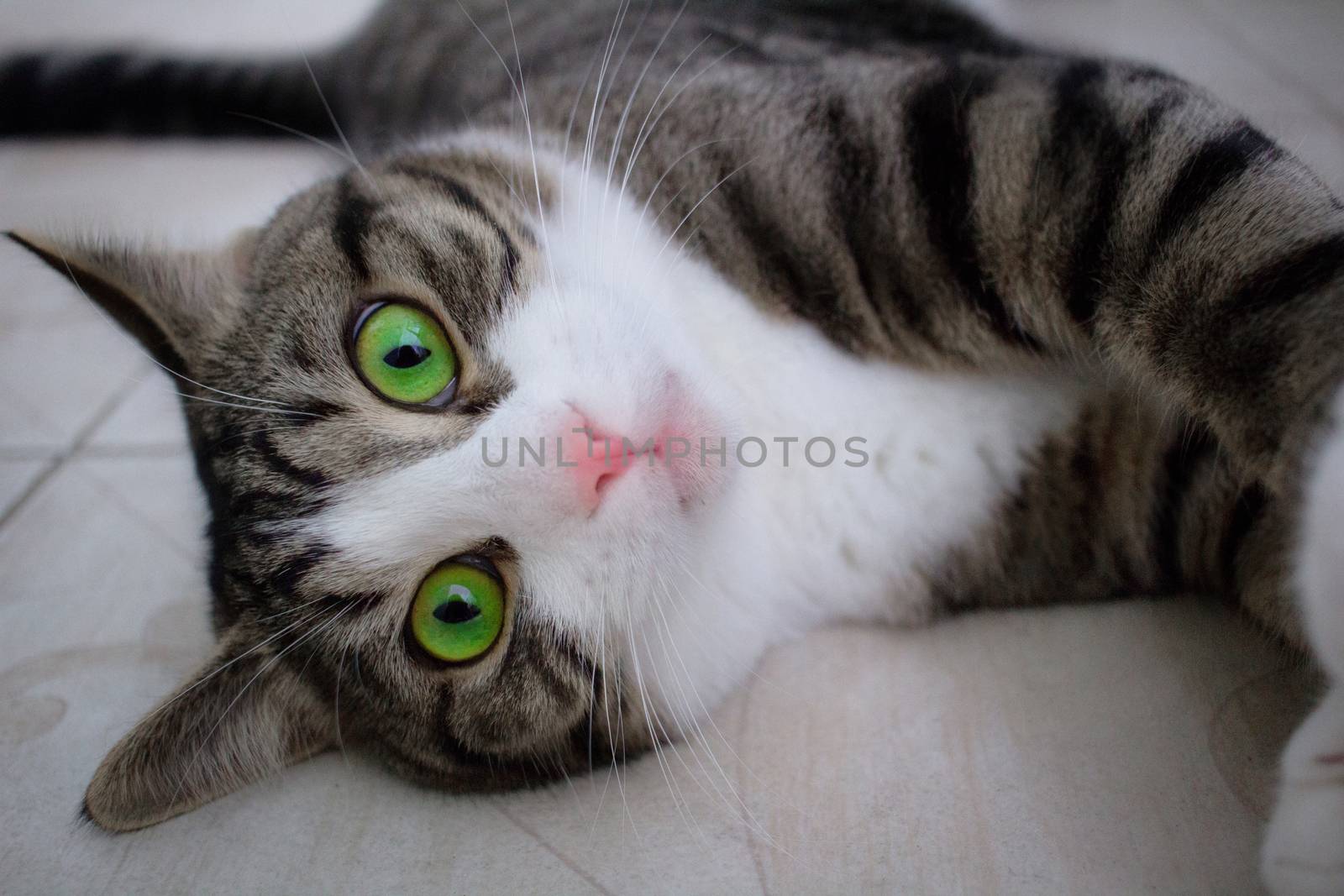 Close-up of domestic pet cat with bright green eyes lying on floor posing and playing