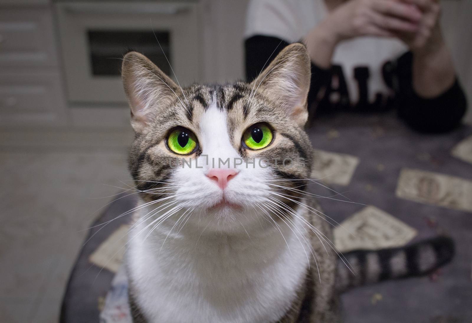 Domestic pet cat with bright green eyes sits on table posing and ready to attack