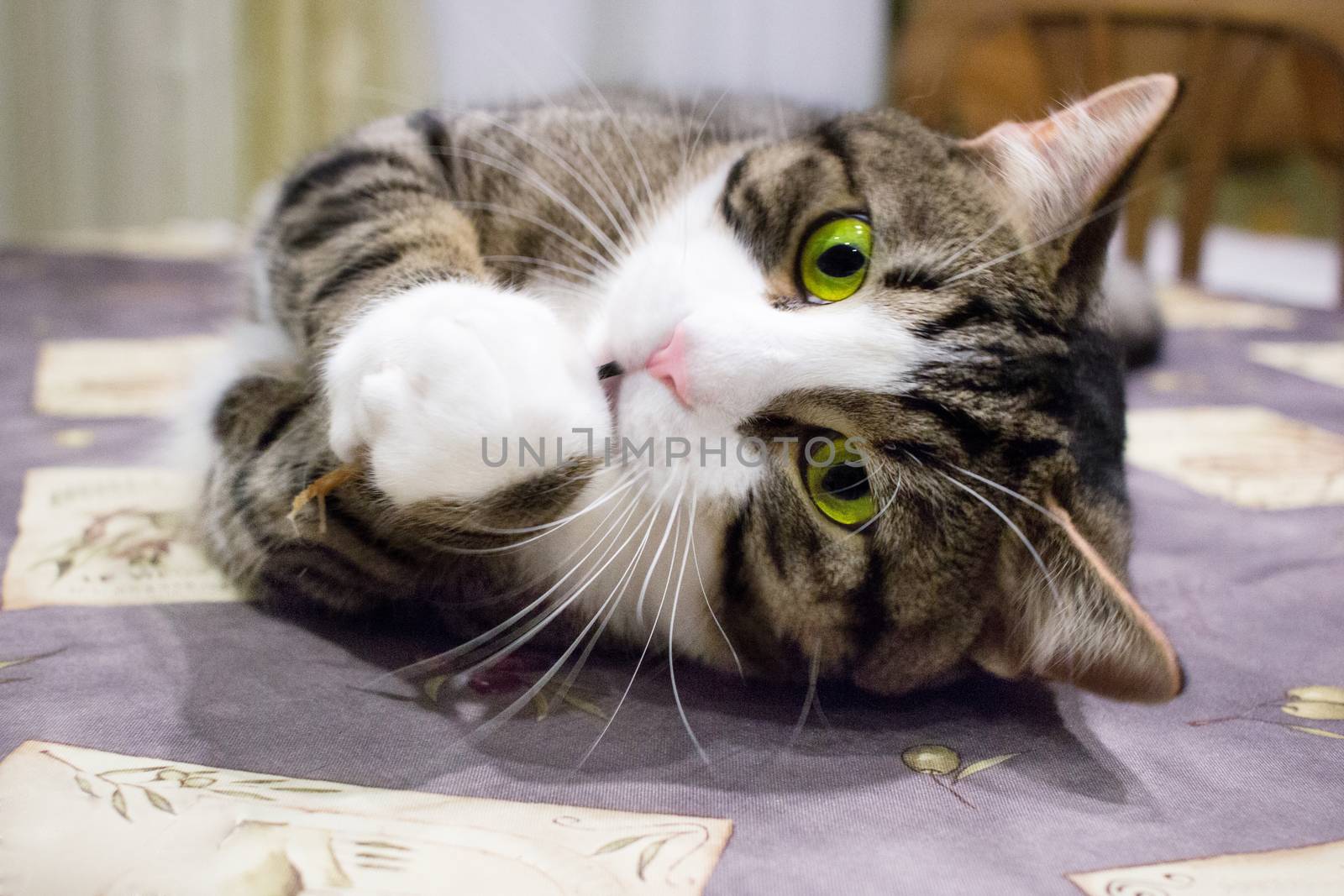 Domestic pet cat with bright green eyes lies on table posing