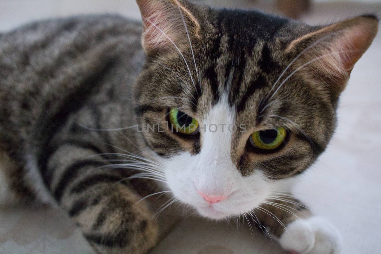 Close-up of domestic pet cat with bright green eyes lying by VeraVerano