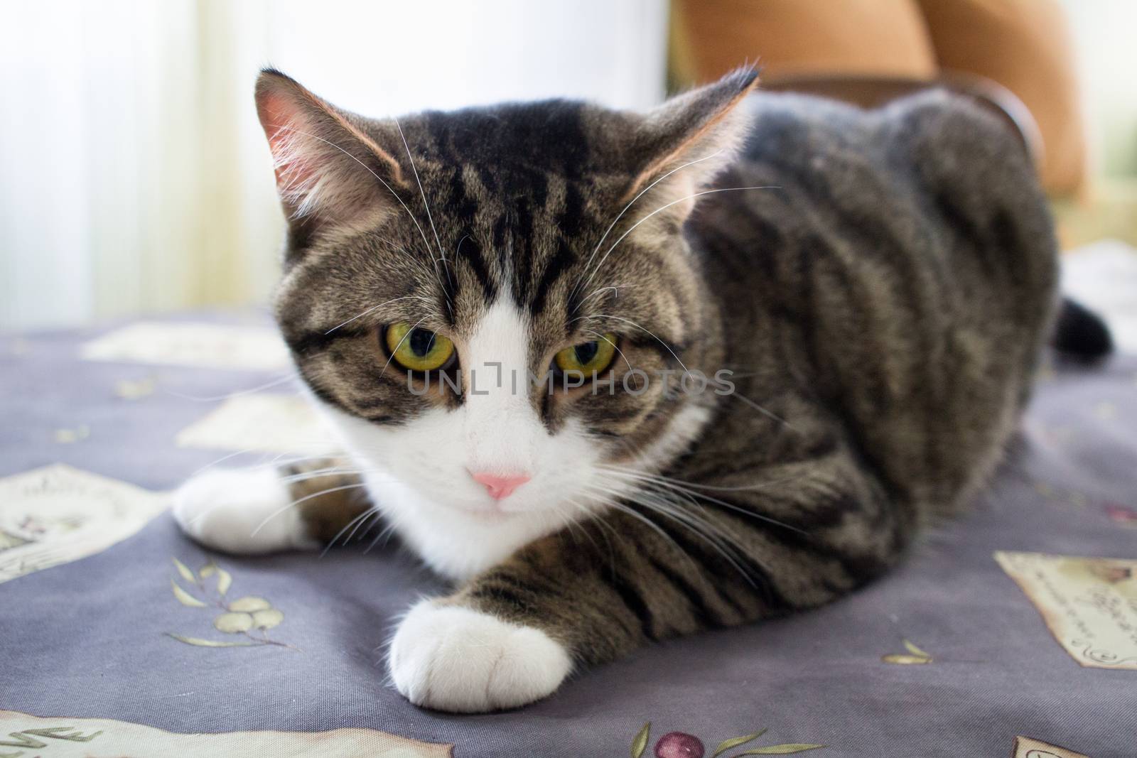 Domestic pet cat with bright green eyes lies on table posing