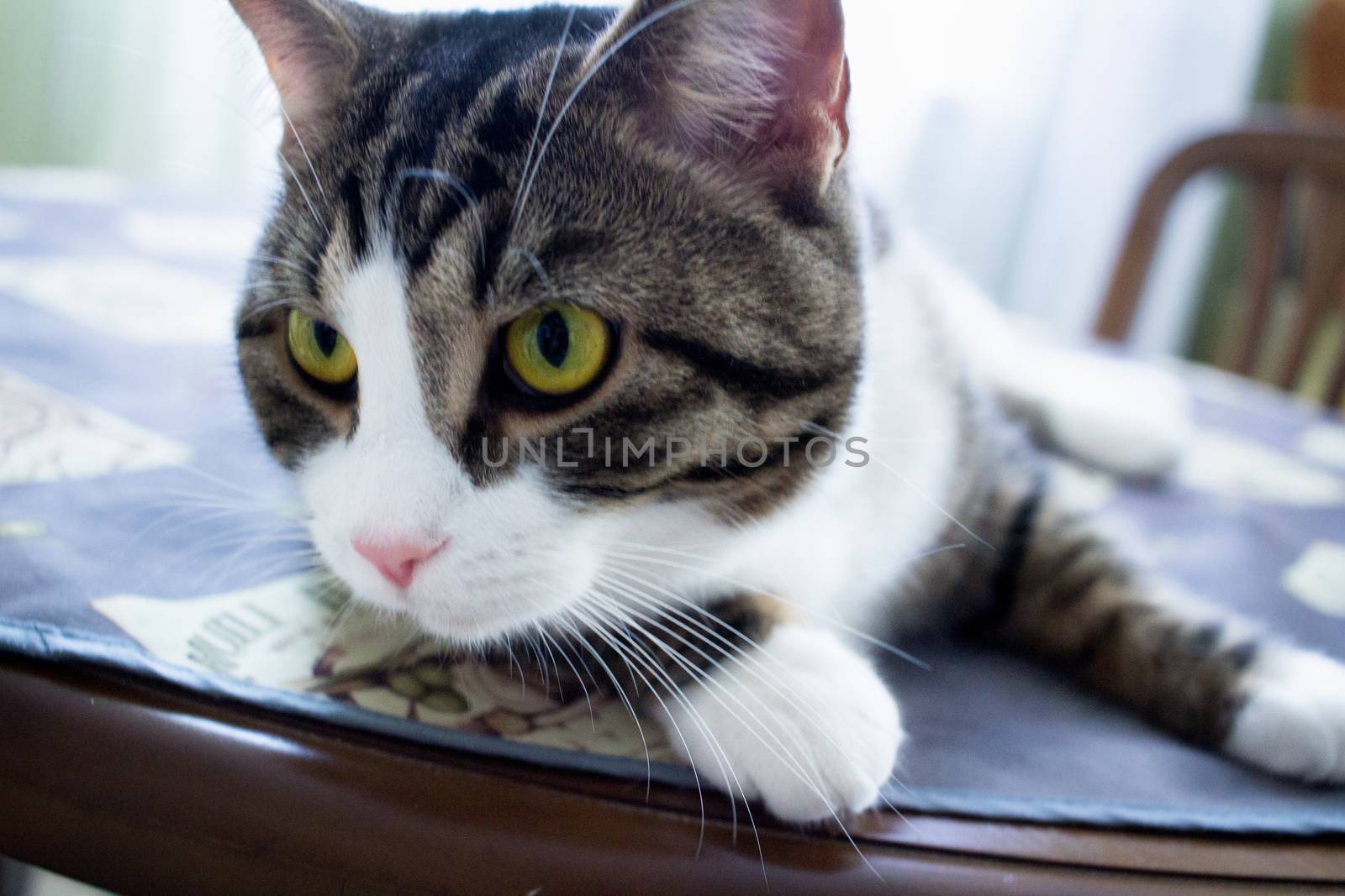Domestic pet cat with bright green eyes lies on table posing