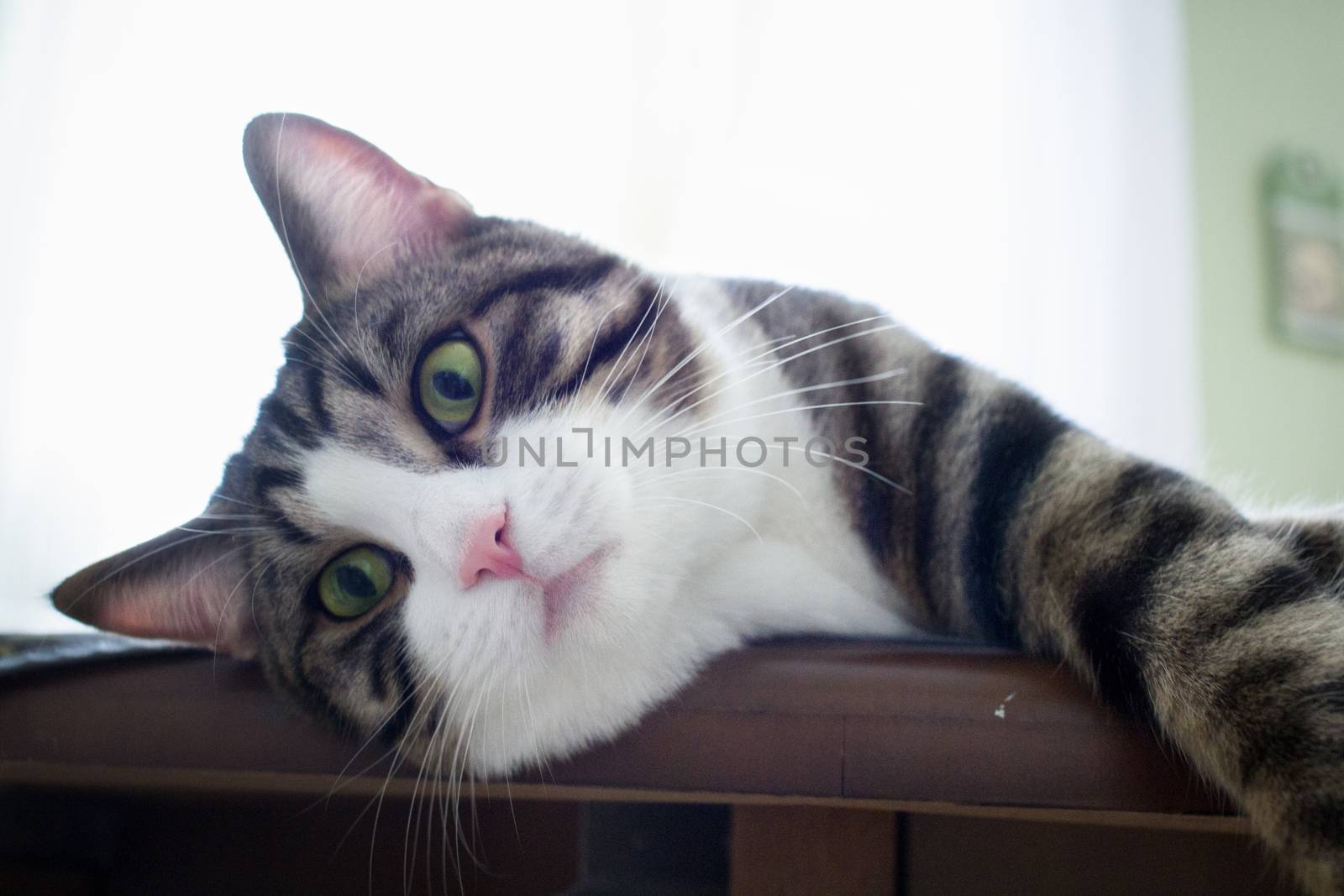 Domestic pet cat with bright green eyes lies posing on table