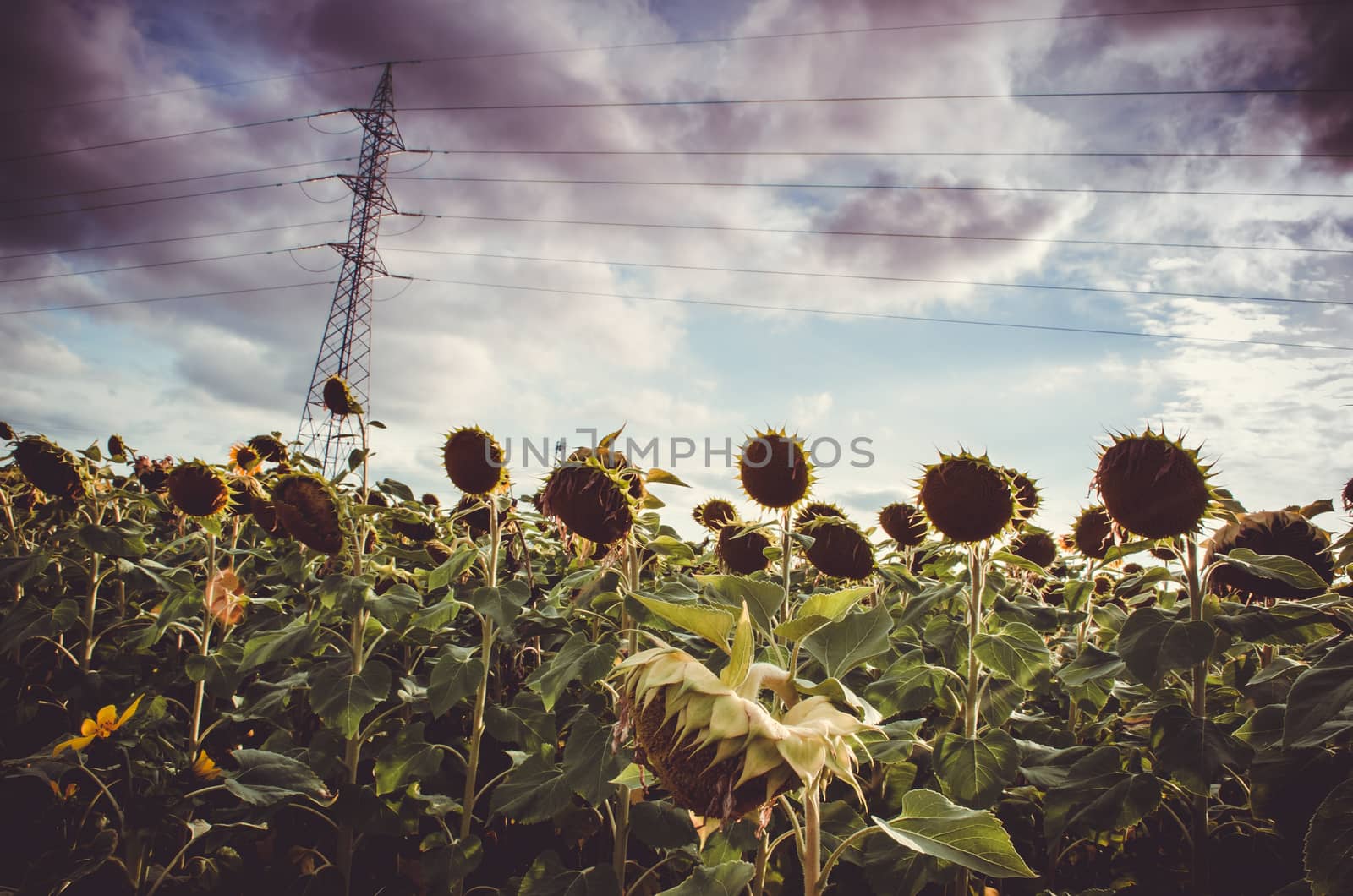 Sunflowers looking downwards uinder the presence of big dark clouds in Pamplona, Navarra, Spain