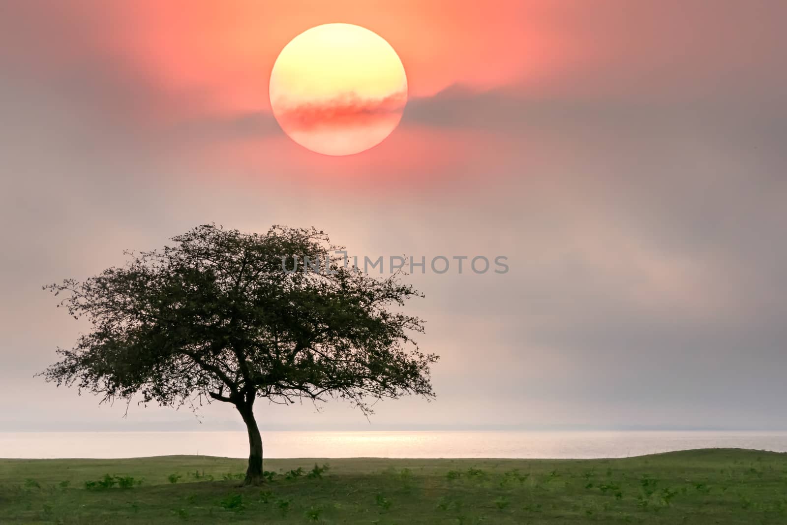 Beautiful scence of big tree with leaves at sunrise sky with clouds