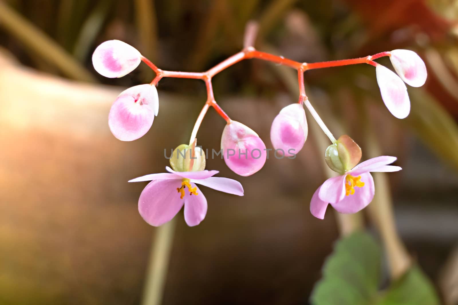 Fresh pink orchids blooms  in the garden