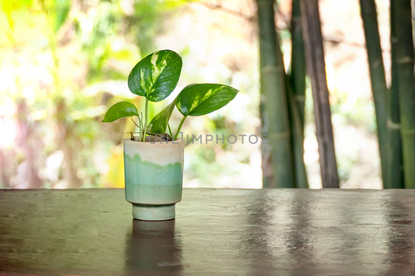 Green plant in vase decorated on wooden table