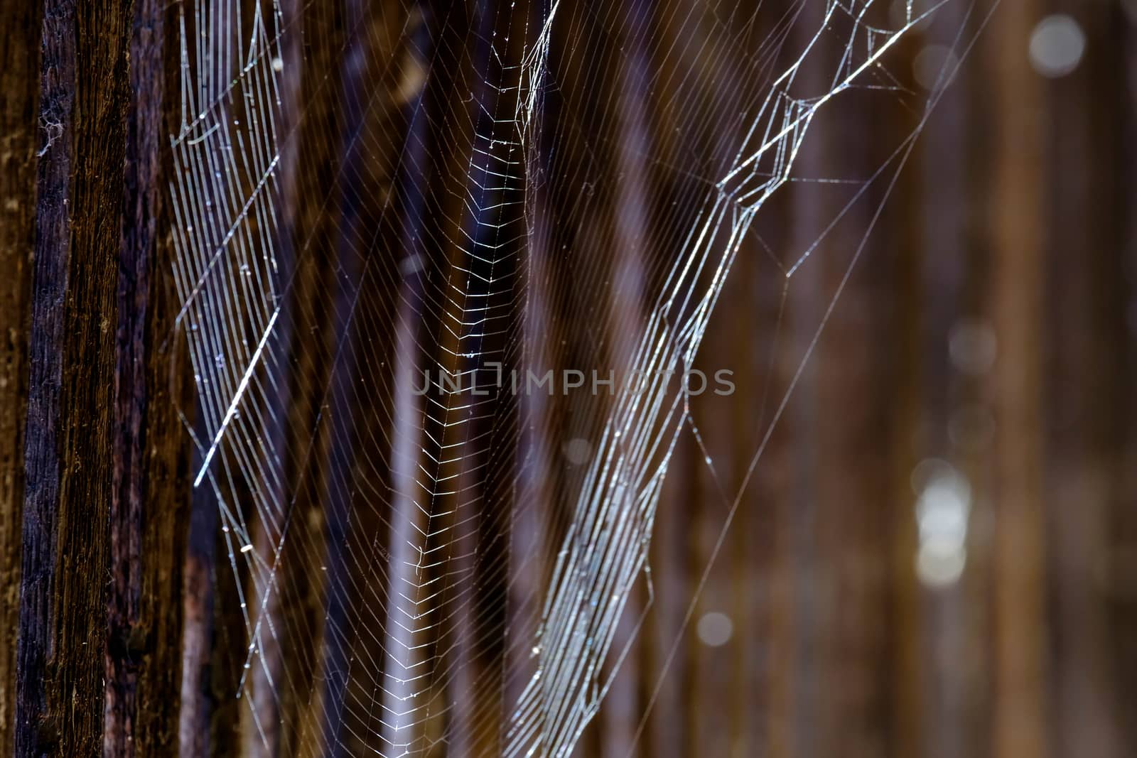 Spiderweb in defensive corridor in the historic town Noerdlingen in Germany