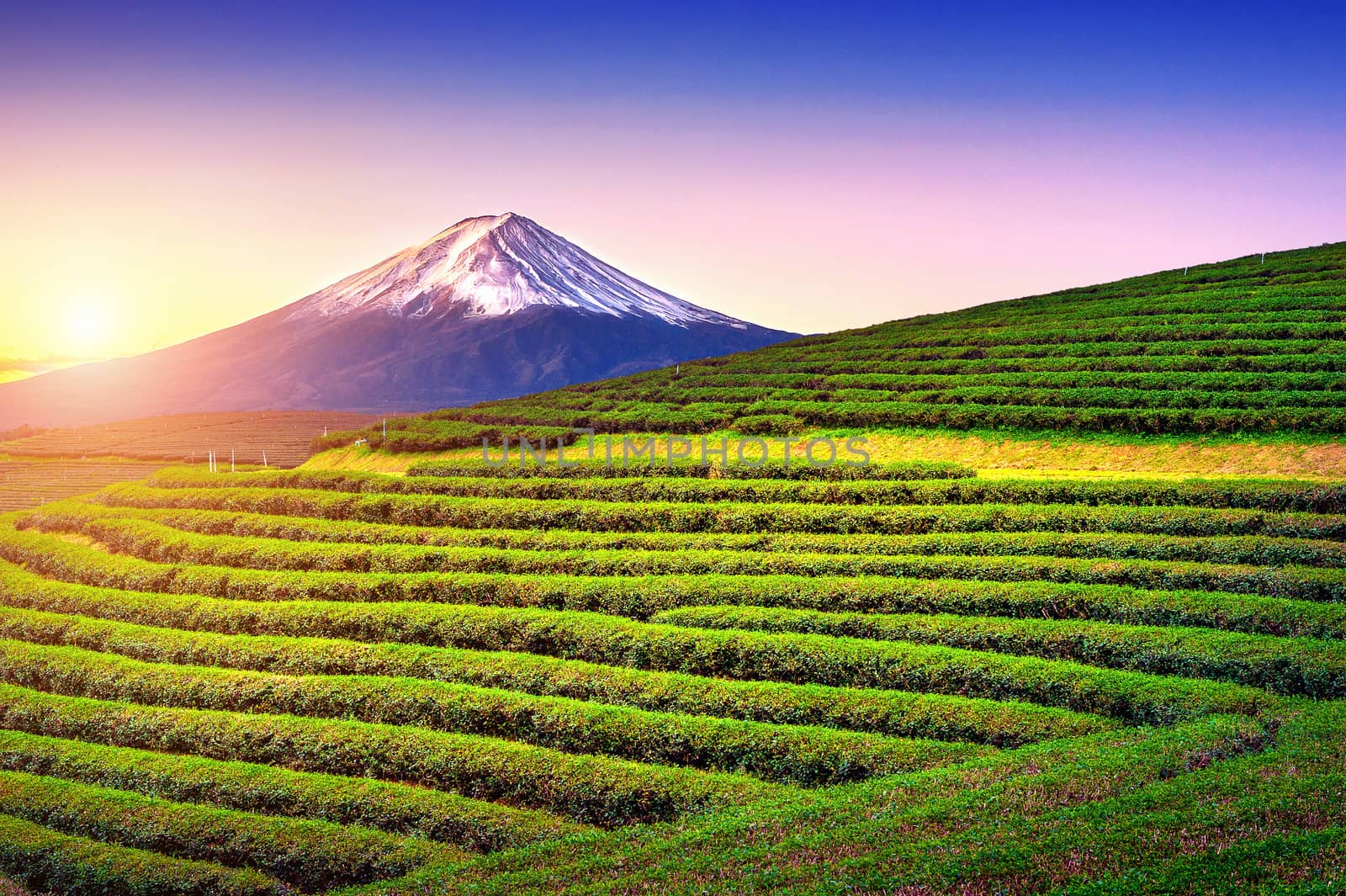 Green tea fields and Fuji mountain in Japan. by gutarphotoghaphy