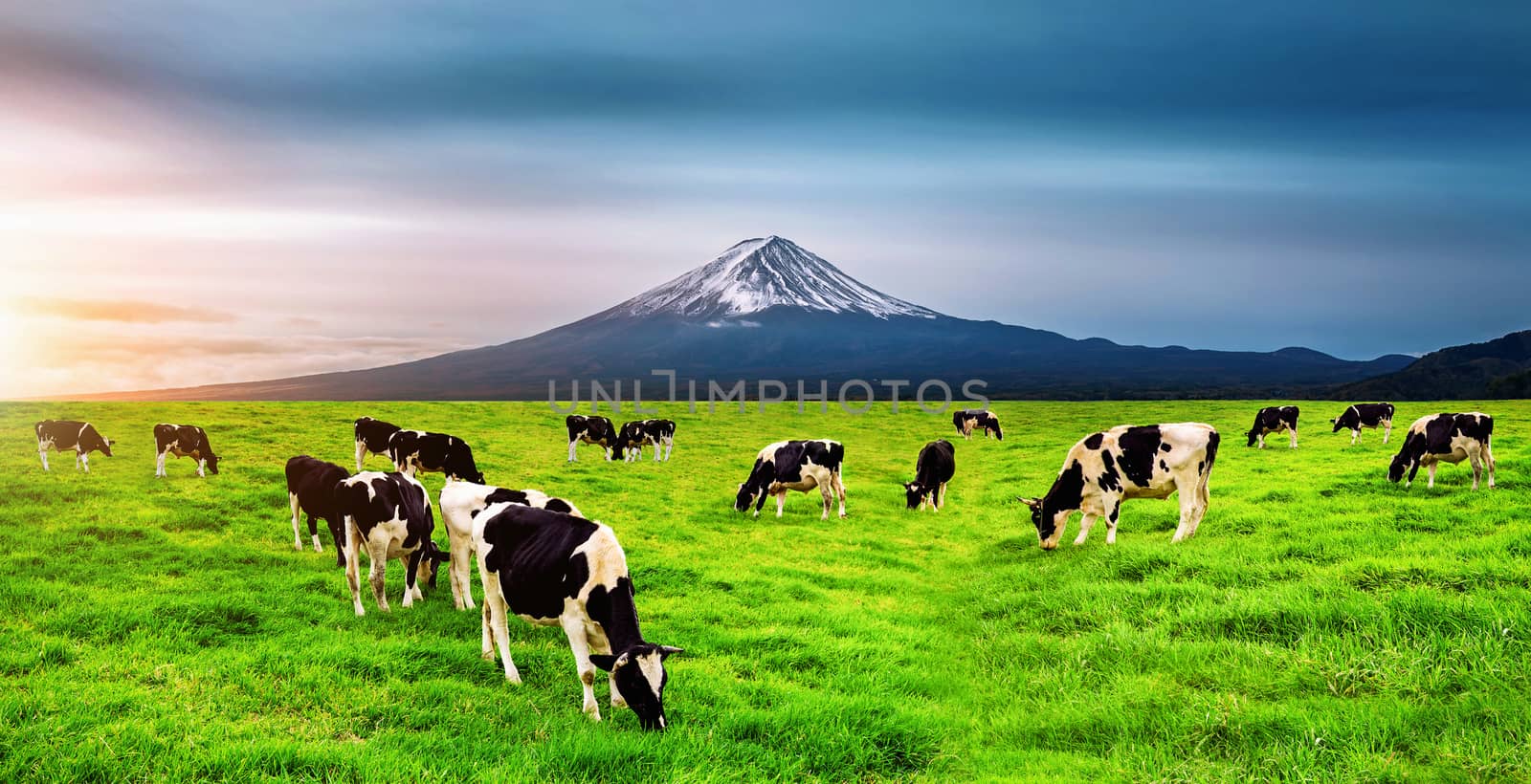 Cows eating lush grass on the green field in front of Fuji mountain, Japan. by gutarphotoghaphy