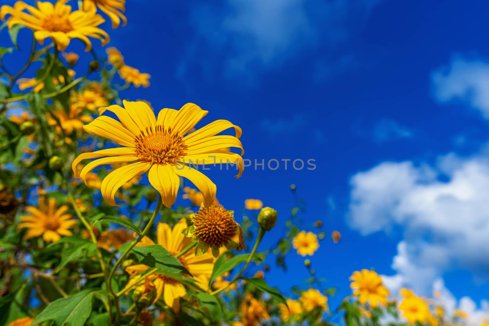Tree marigold or Mexican flower blooming and blue sky.