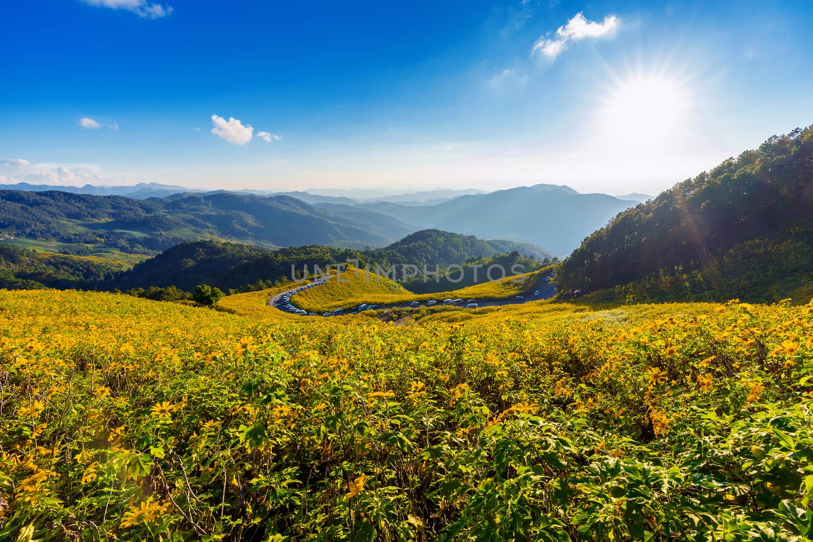 Tung Bua Tong Mexican sunflower field at Mae Hong Son Province in Thailand.