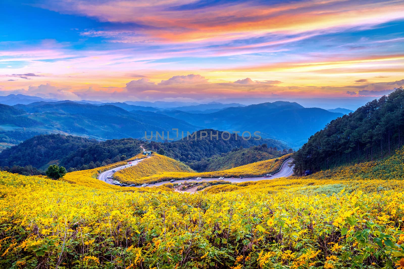 Tung Bua Tong Mexican sunflower field at sunset, Mae Hong Son Province in Thailand. by gutarphotoghaphy