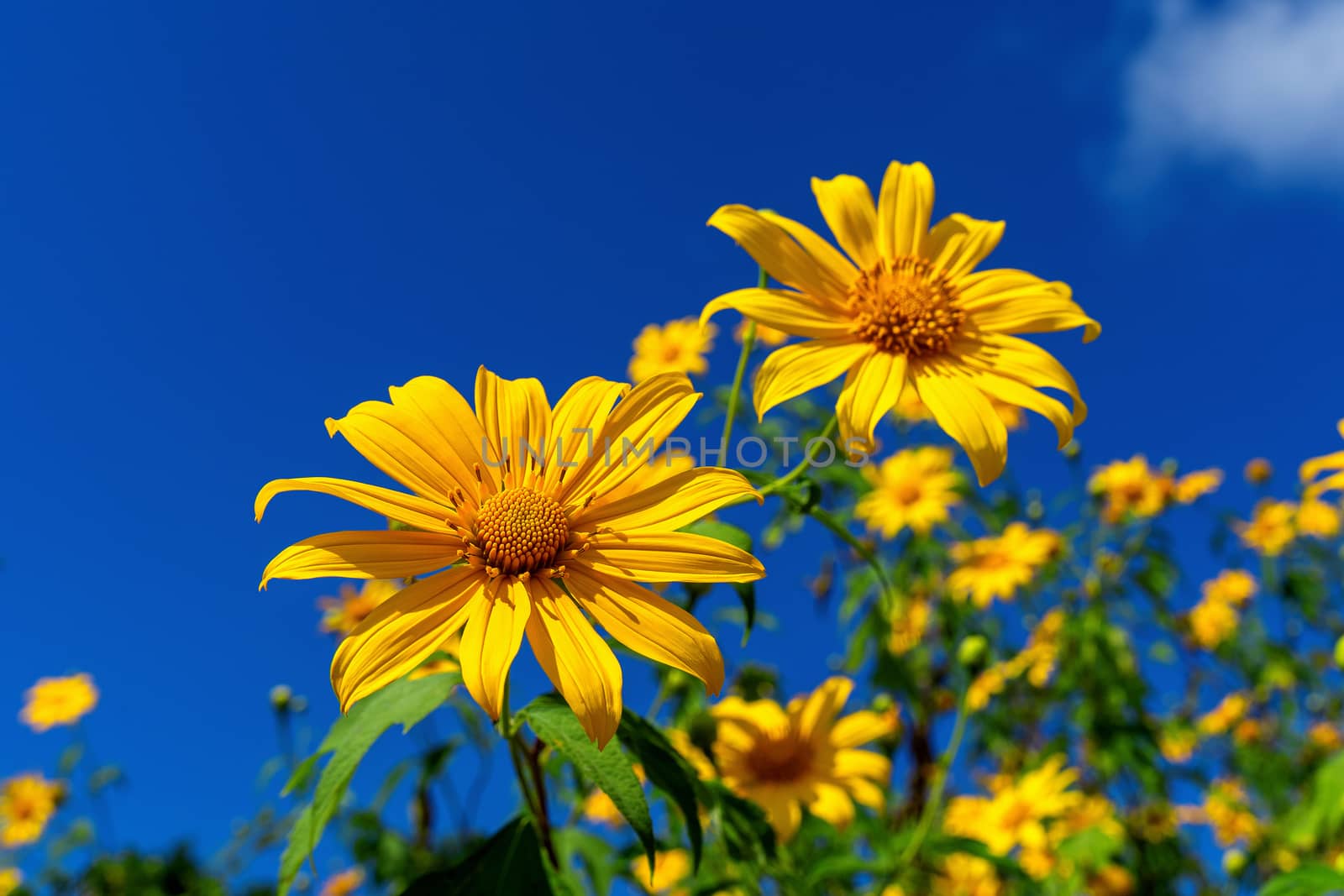 Tree marigold or Mexican flower blooming and blue sky.