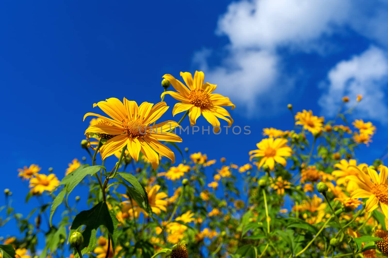 Tree marigold or Mexican flower blooming and blue sky. by gutarphotoghaphy