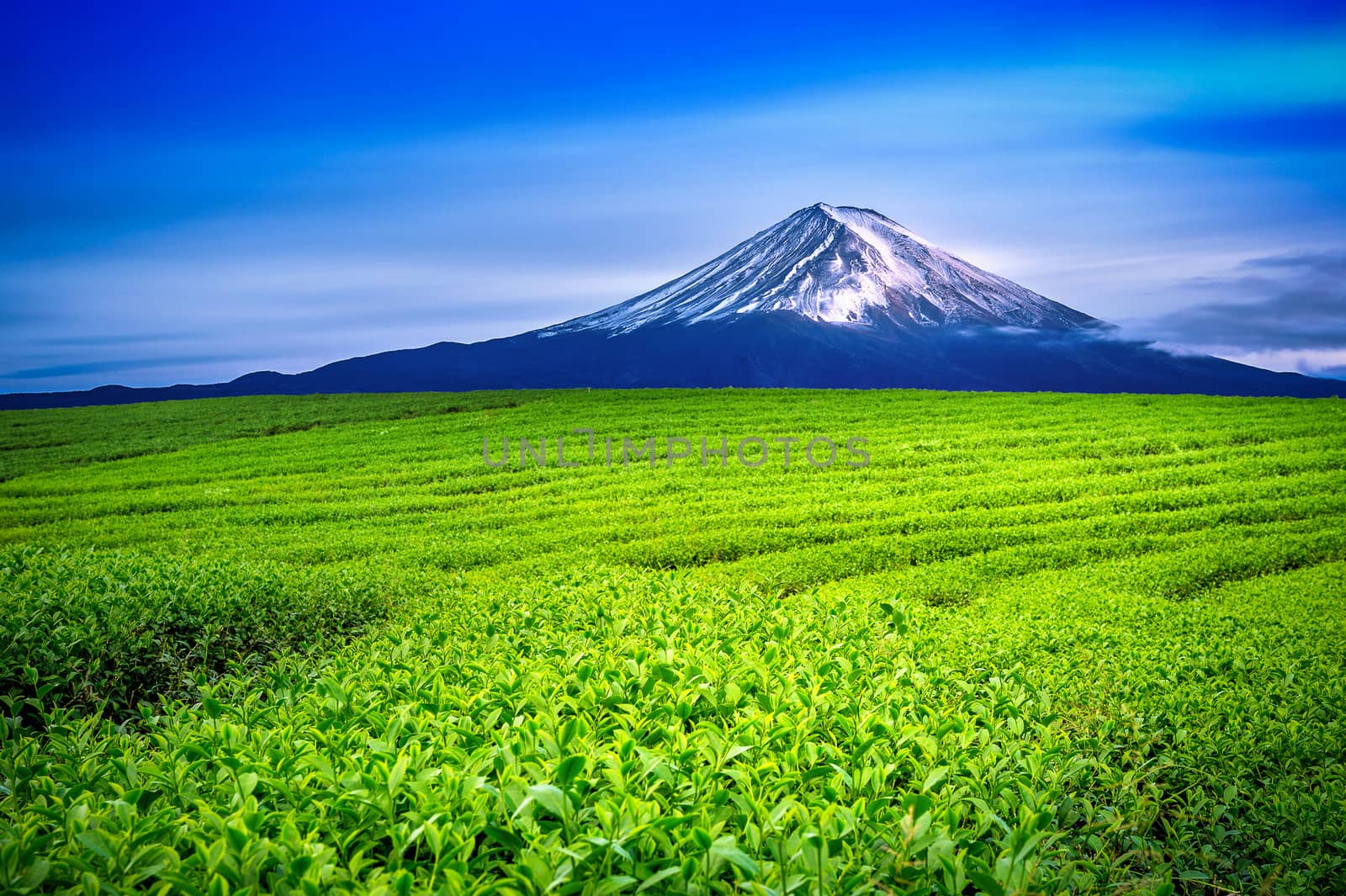 Green tea fields and Fuji mountain in Japan. by gutarphotoghaphy