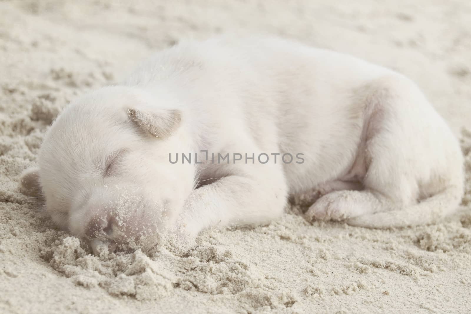 The little white puppy sleeps on the sandy beach	