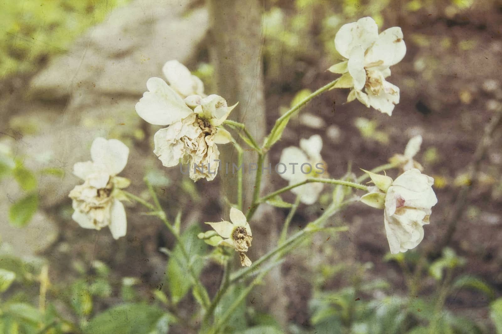 The dried-up white flowers autumn sepia the texture imposed