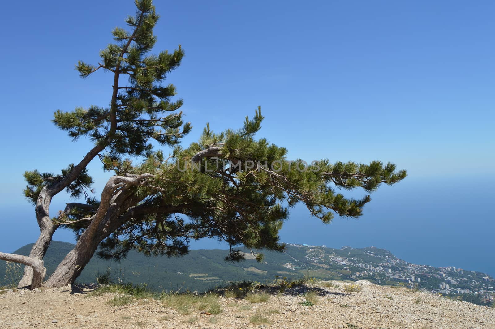 A curved lone pine tree on top of a mountain, against a wooded hill and city below. The concept of ecosystem conservation.