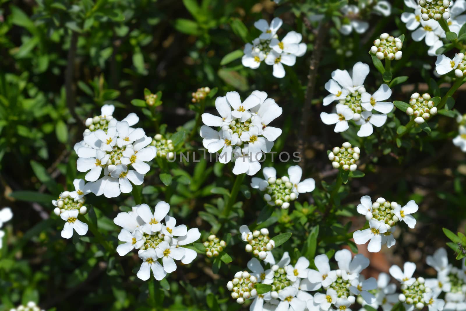 Evergreen candytuft Schneeteppich - Latin name - Iberis sempervirens Schneeteppich 