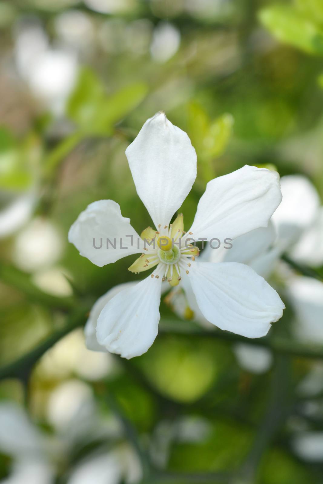 Trifoliate orange white flower - Latin name - Poncirus trifoliata