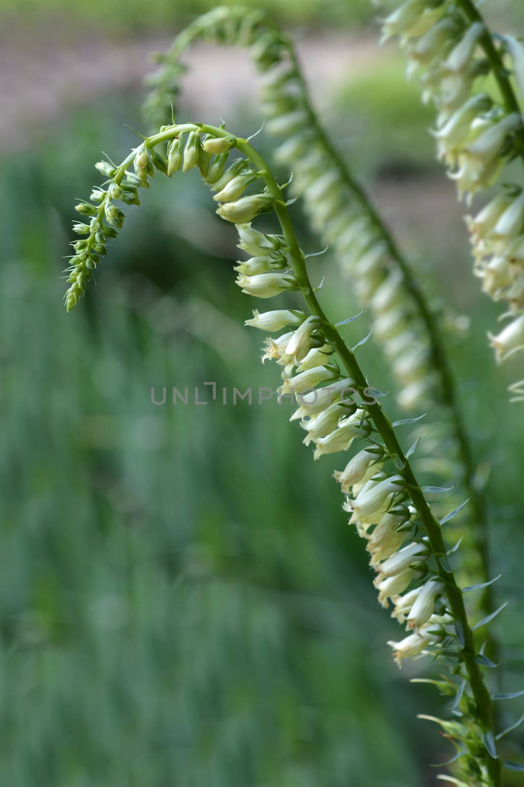 Straw foxglove - Latin name - Digitalis lutea