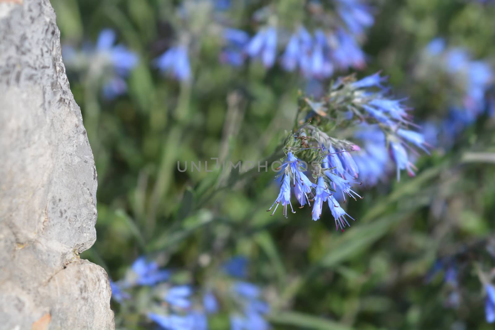 Balkan endemic blue flower by nahhan