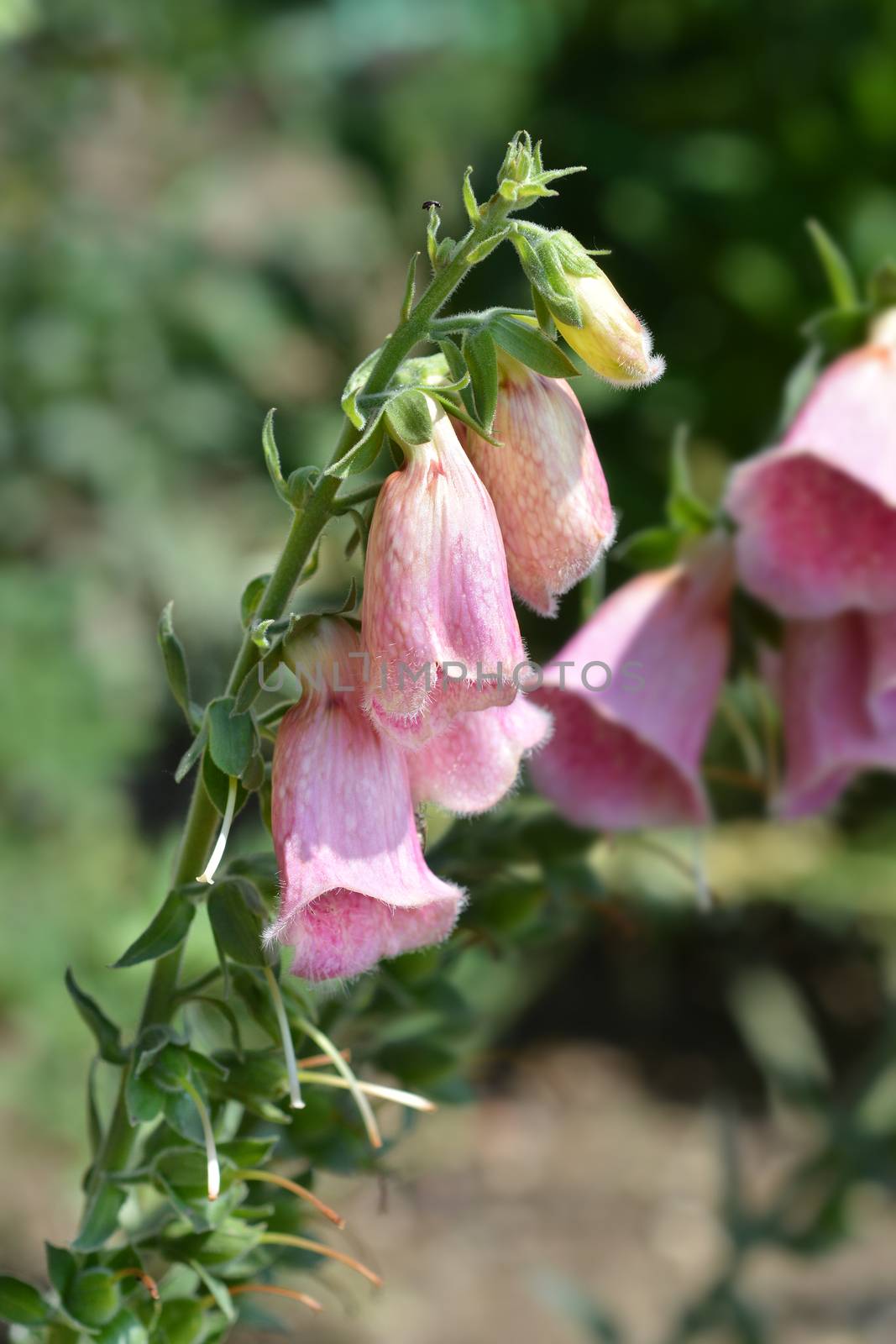 Strawberry foxglove Summer King pink flowers - Latin name - Digitalis x mertonensis Summer King