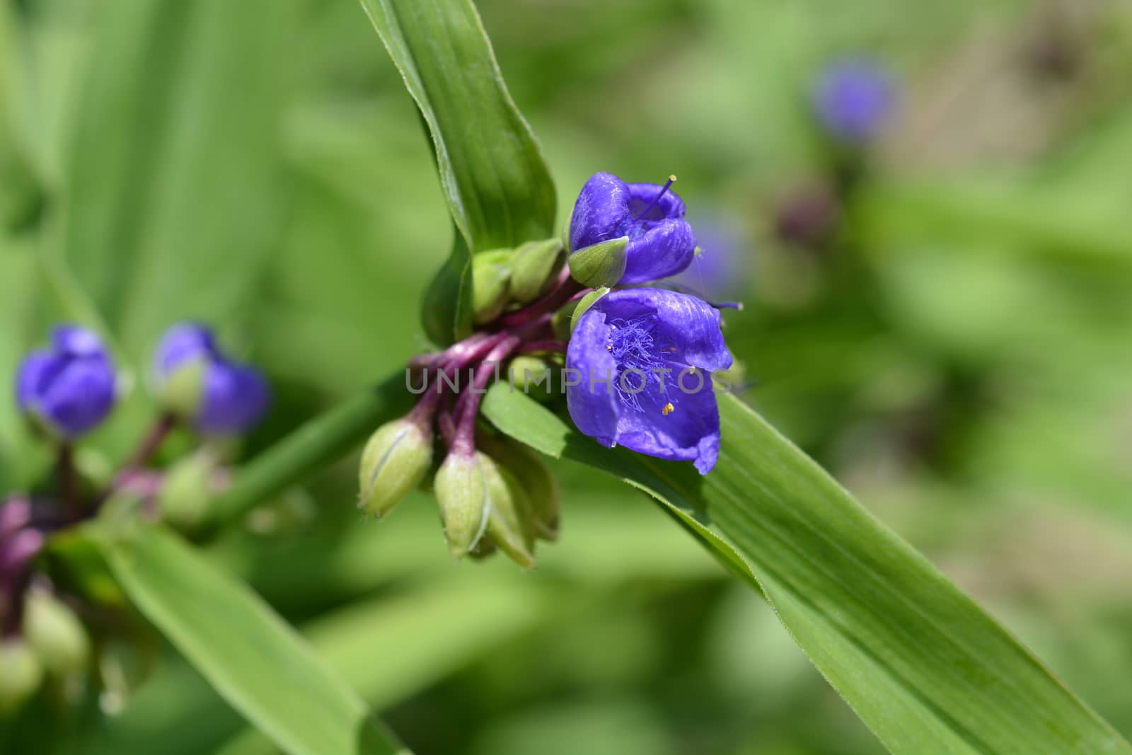 Spiderwort flower close up - Latin name - Tradescantia virginiana 