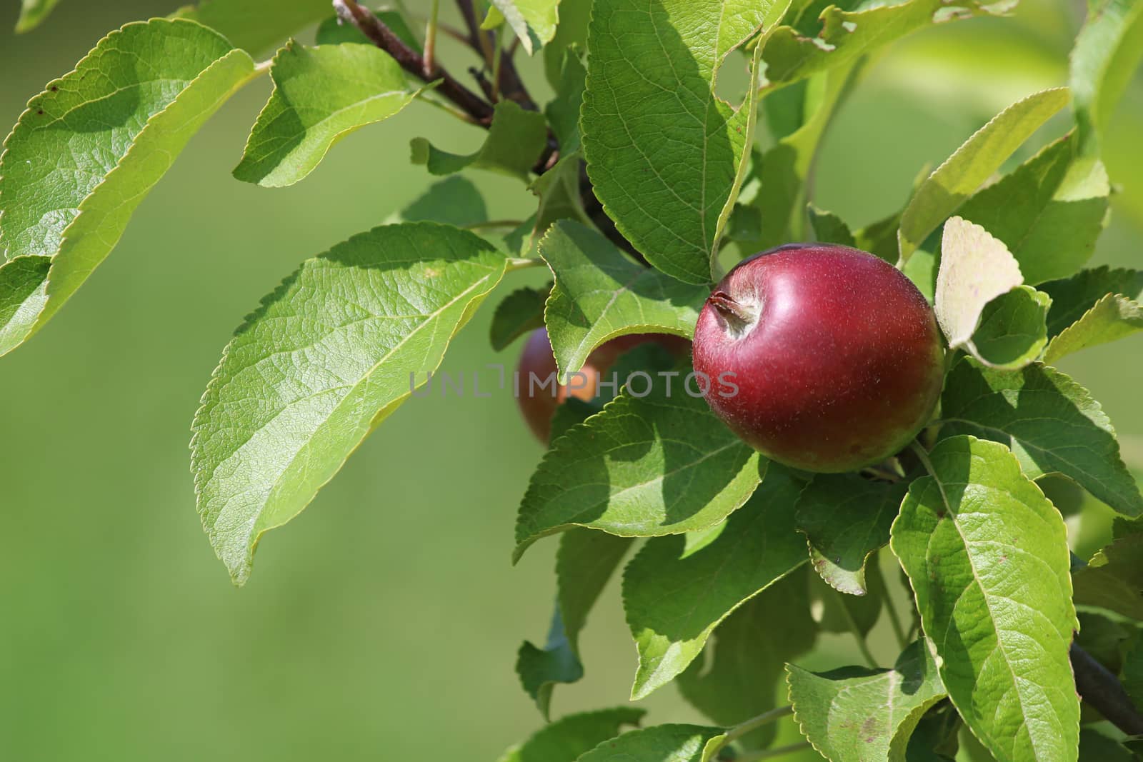 Red apple on tree branch. Unripe apple on tree. Apples in garden. Summer fruits in Latvia.