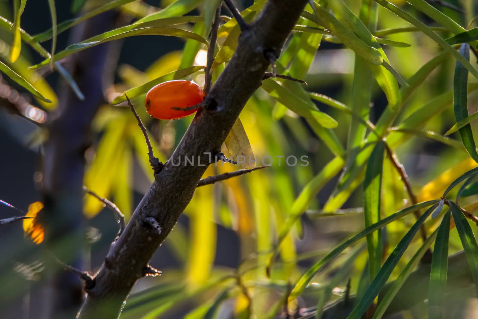 Buckthorn berry bush, tree branch. One buckthorn on tree, bush. Buckthorns in garden. Summer berrys in Latvia.