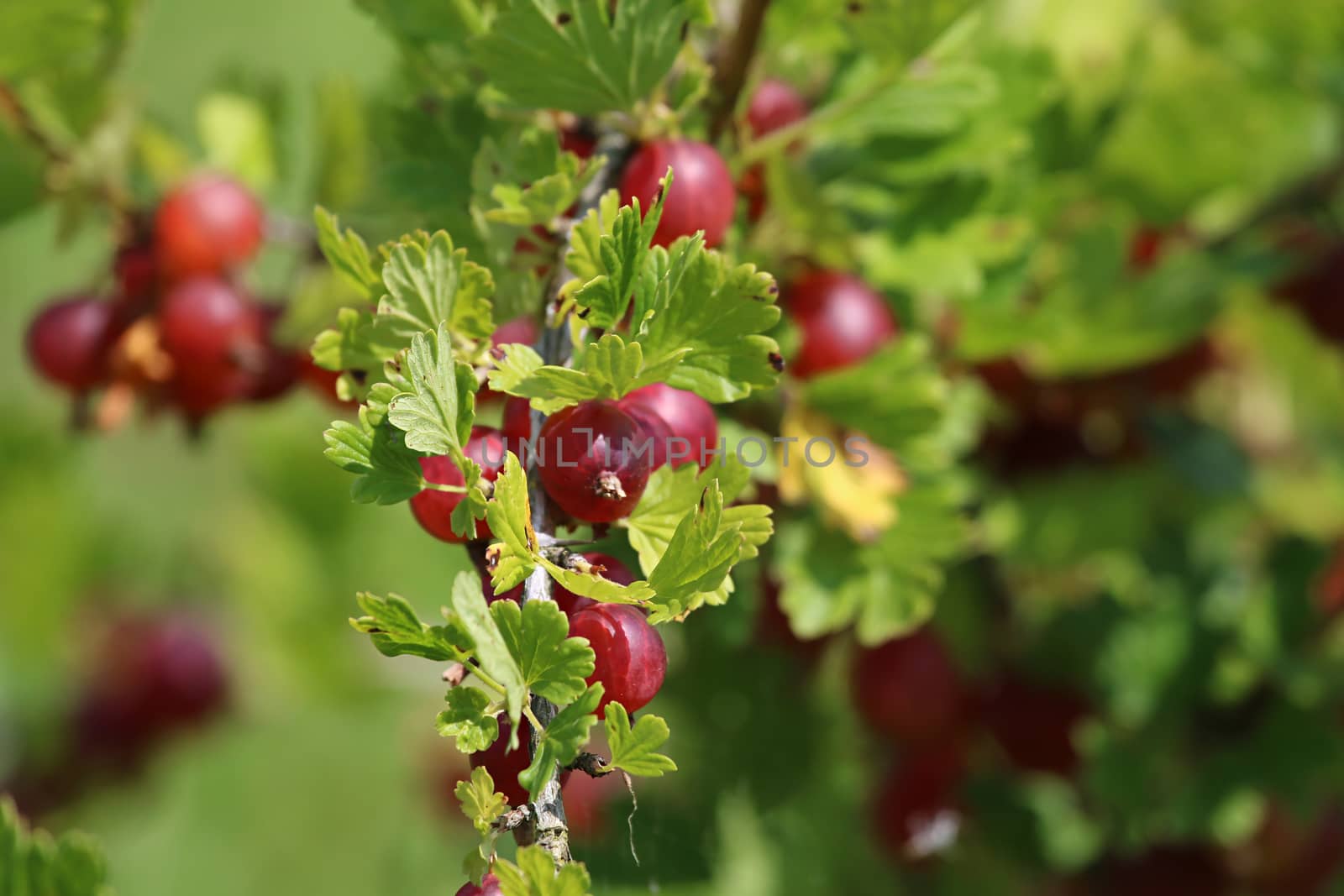 Gooseberries on bush branch. Gooseberries on bush. Gooseberries in garden. Summer berries in Latvia.