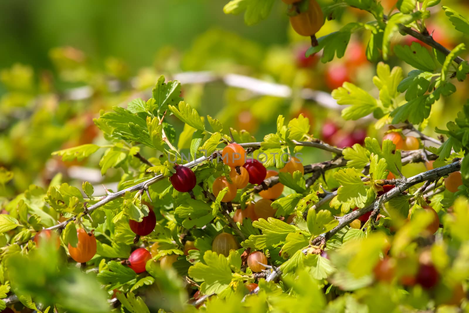 Gooseberries on bush branch. Gooseberries on bush. Gooseberries in garden. Summer berries in Latvia.