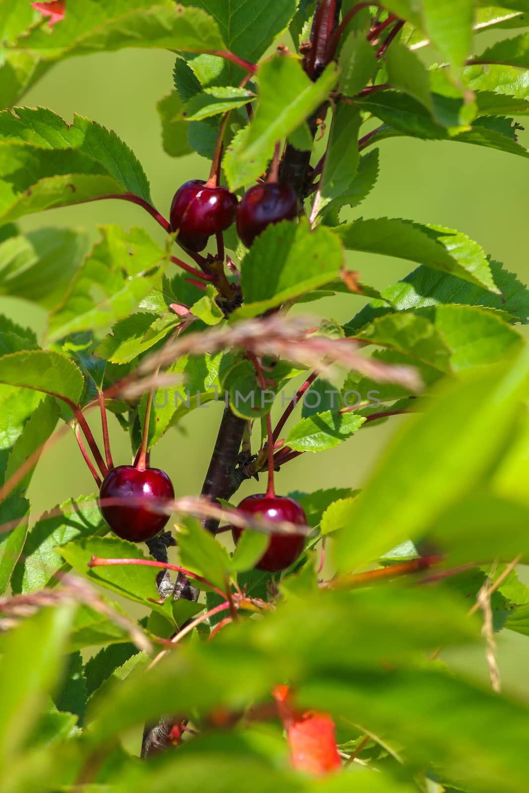 Red cherries on tree branch. Sour cherries on tree. Cherries in garden. Summer fruits in Latvia.