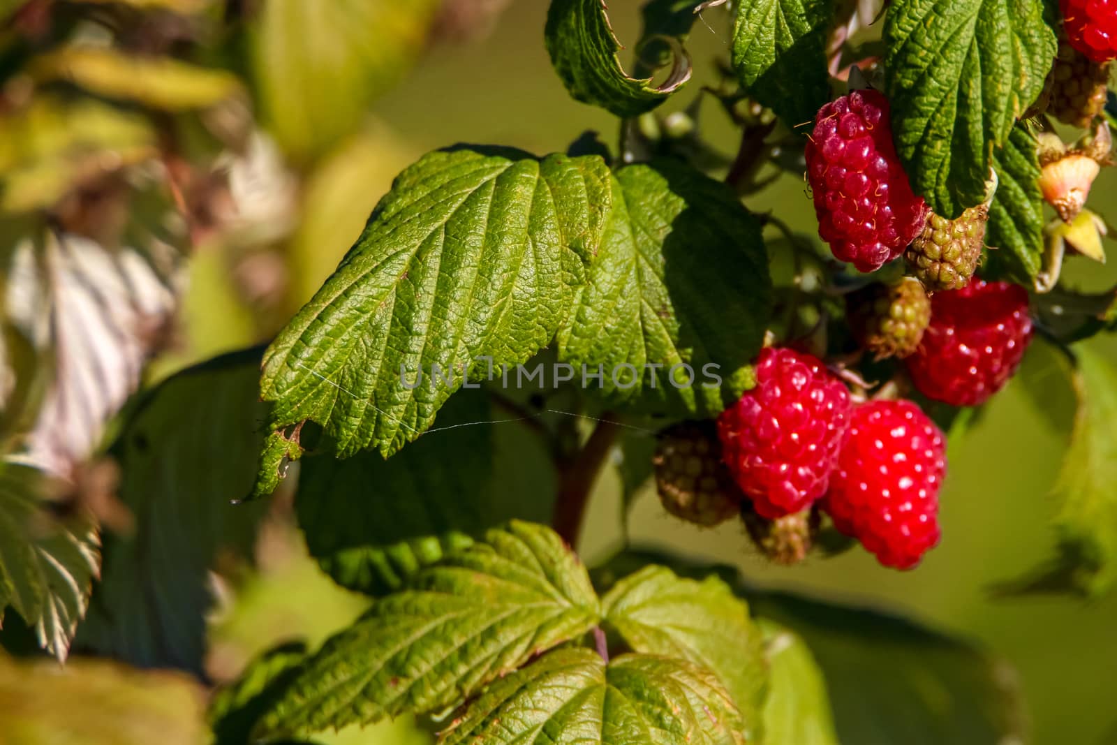Raspberries on bush branch. Autumn raspberries currants on bush. Red raspberries in garden. Autumn berries in Latvia.