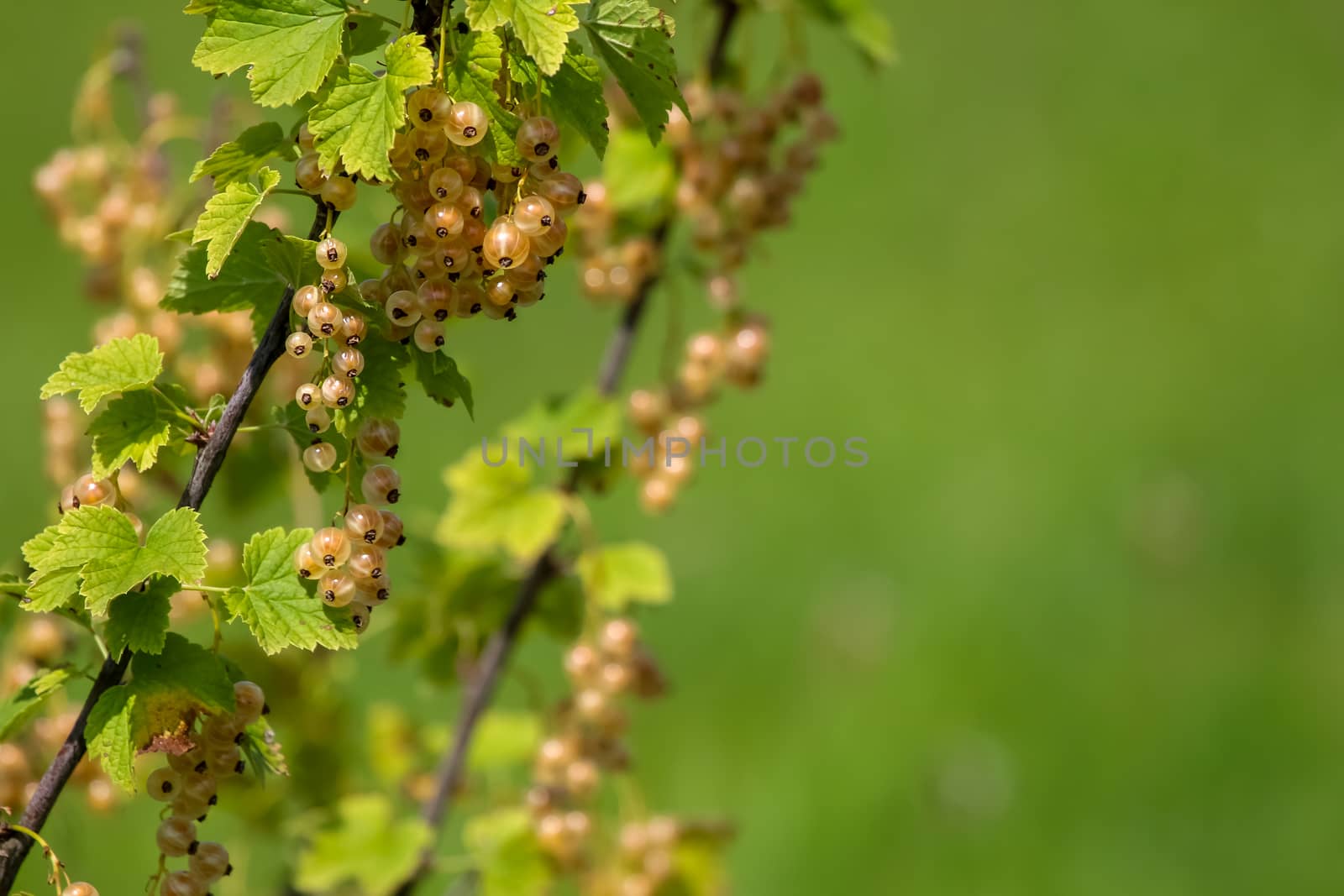 White currants on bush branch. White currants on bush. White currants in garden. Summer berries in Latvia.