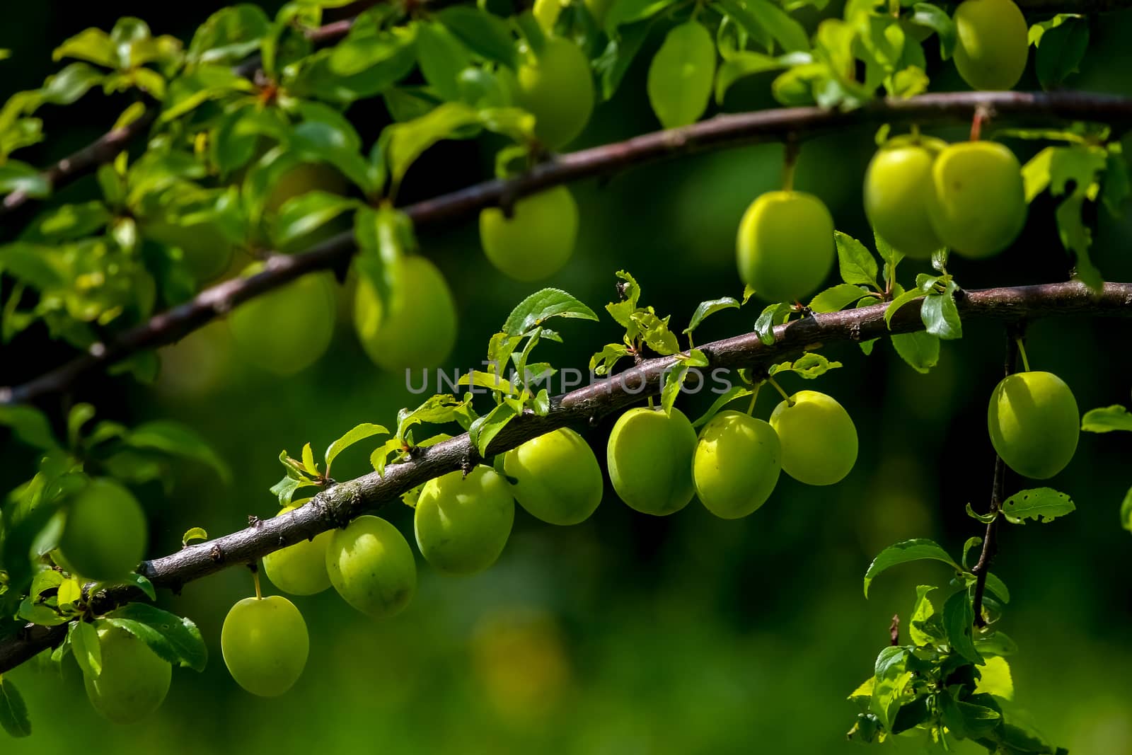 Green plums on tree branch. Unripe plums on tree. Green plums on green background in garden. Summer fruits in Latvia.