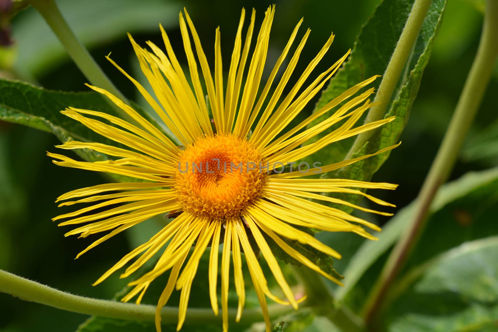 Giant fleabane flower - Latin name - Inula magnifica