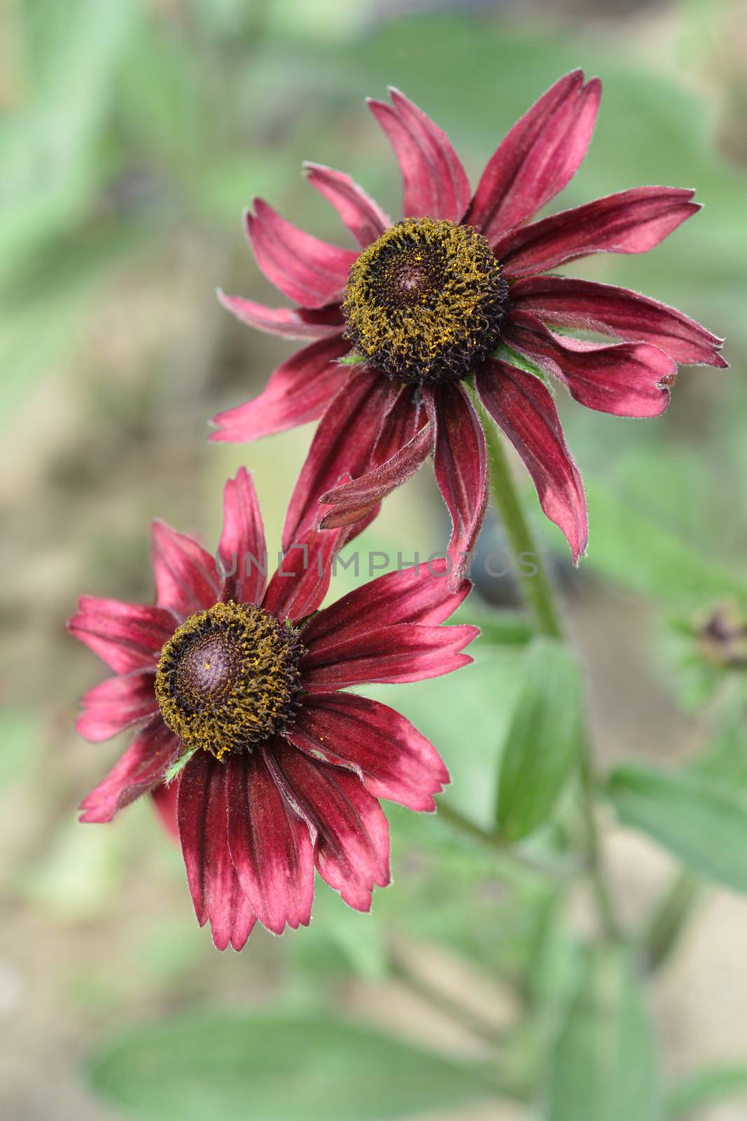 Gloriosa Daisy Cherry Brandy - Latin name - Rudbeckia hirta Cherry Brandy