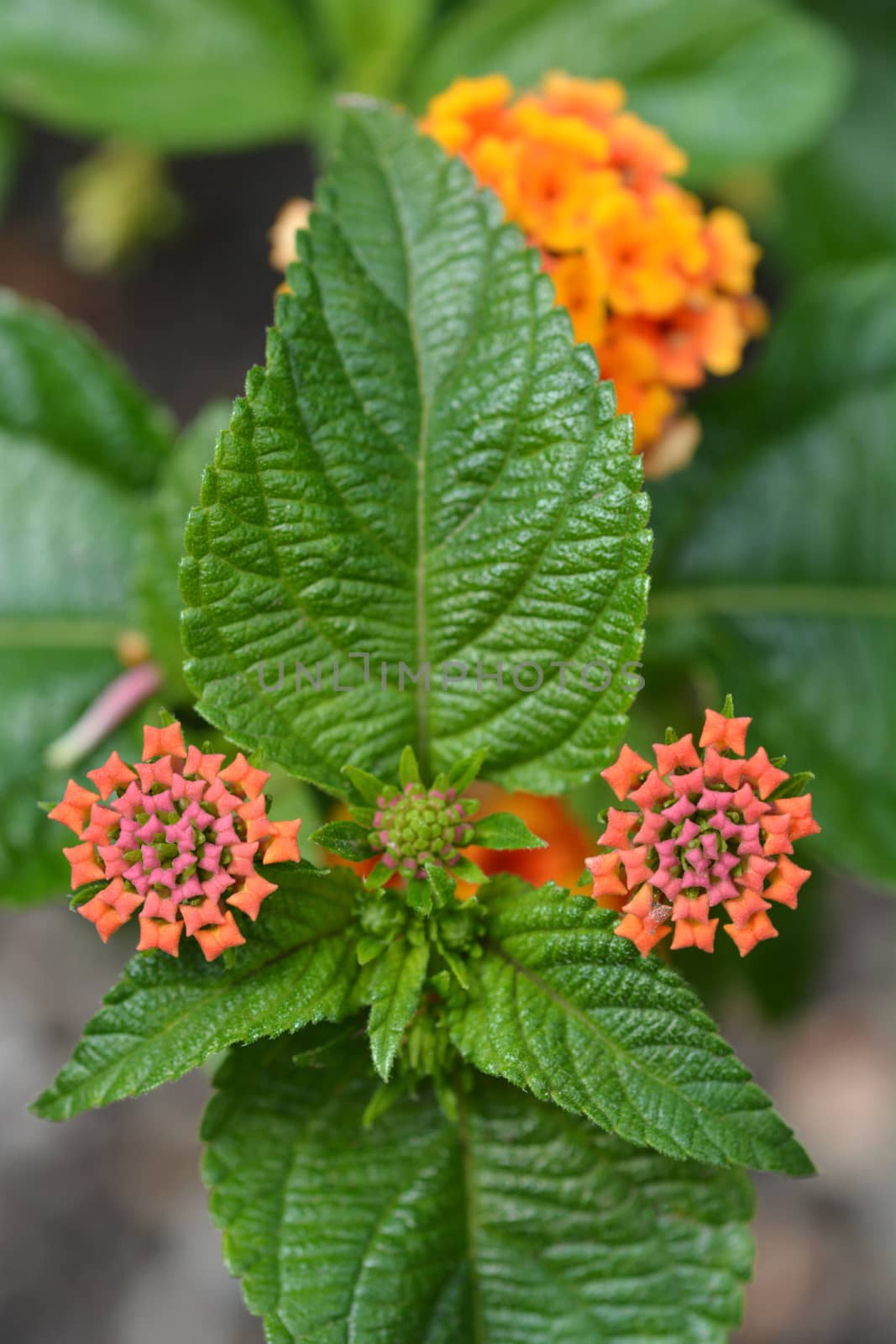 Shrub verbena orange flower buds close up - Latin name - Lantana camara