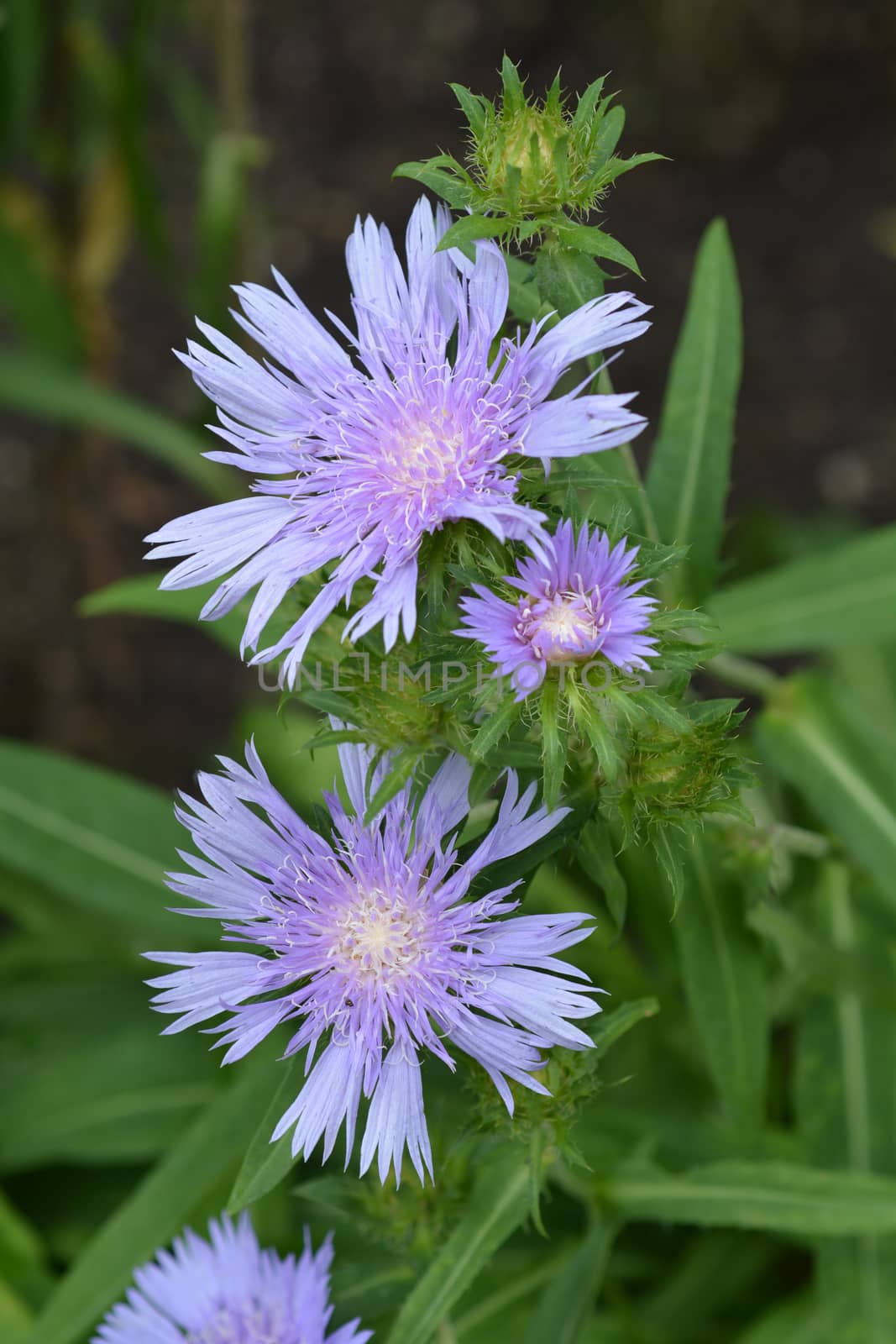 Stokes aster by nahhan