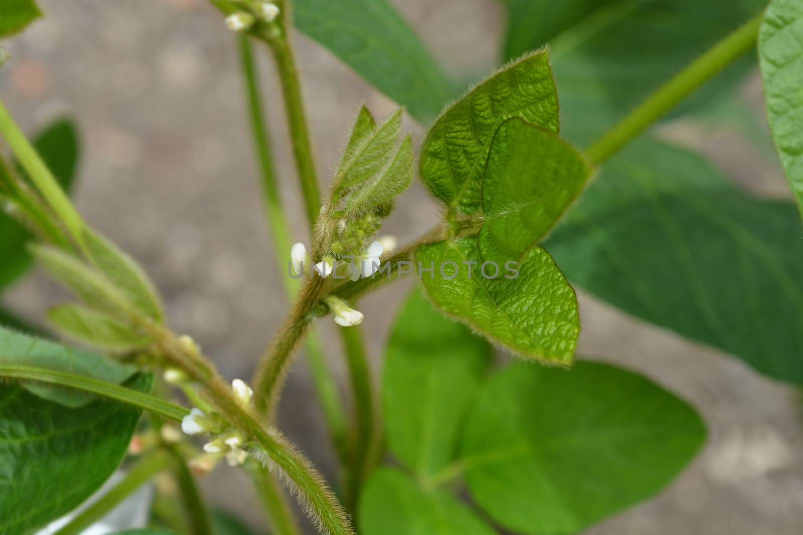 Soybean white flower buds - Latin name - Glycine max