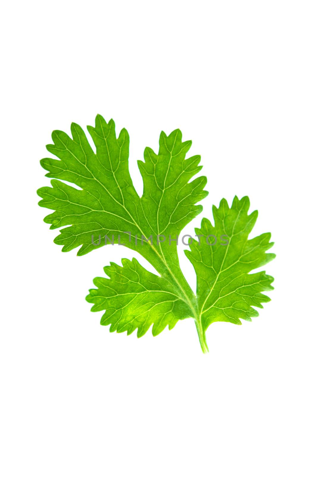 Parsley herb isolated on white background.