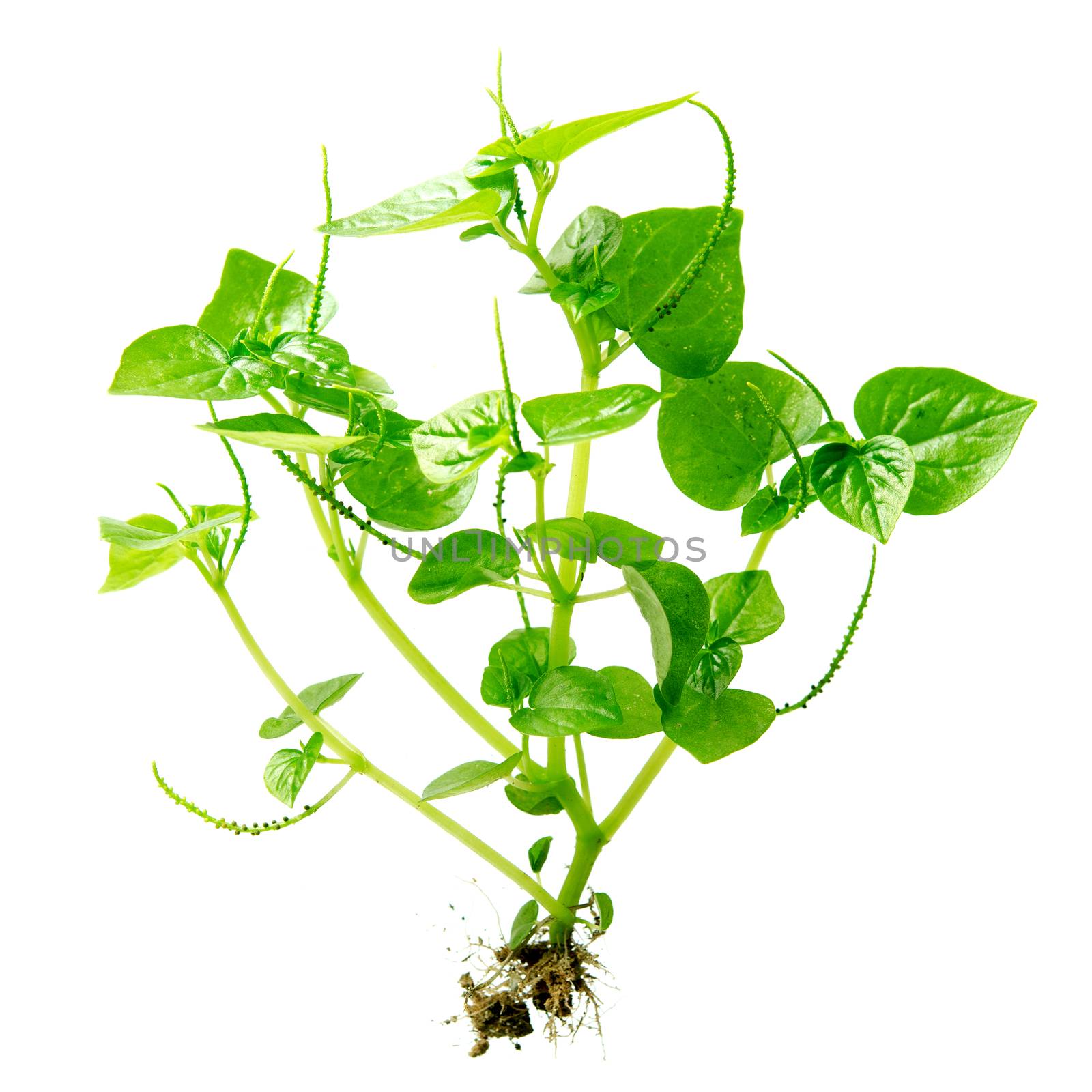 Fresh green Peperomia Pellucida plant isolated on white background.