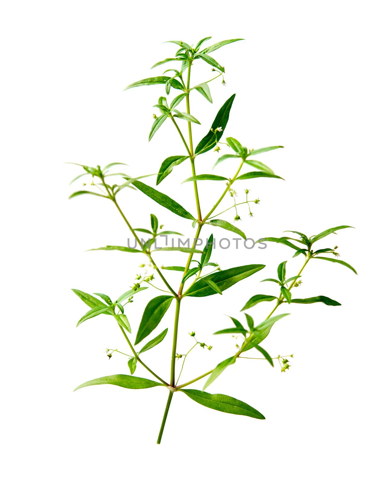 Hedyotis diffusa also known as white flower snake tongue grass is a kind of herb used in traditional Chinese medicine, isolated on white background.