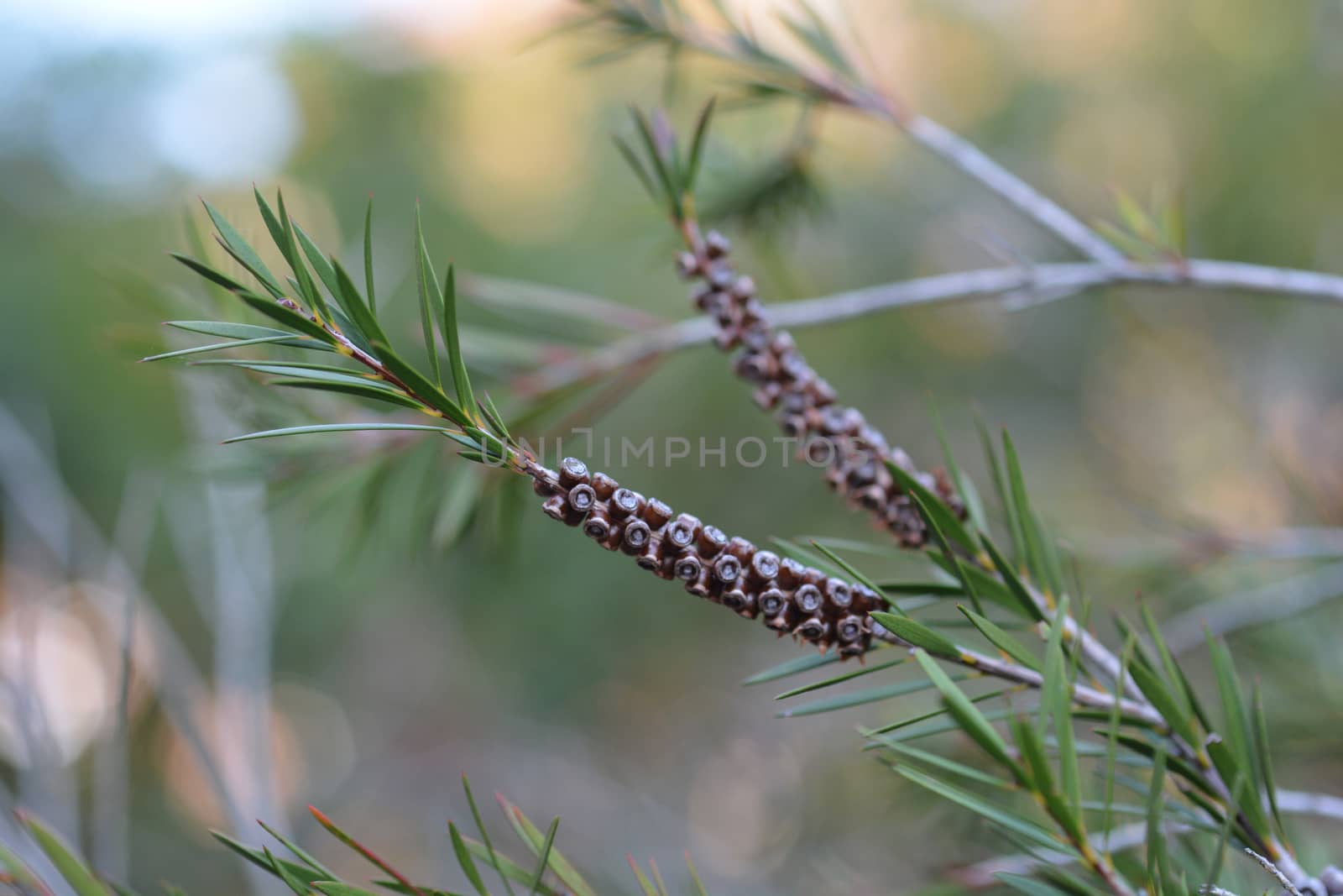 Scarlet bottlebrush by nahhan