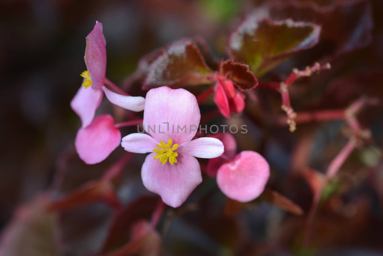 Wax begonia Carmen - Latin name - Begonia semperflorens Carmen