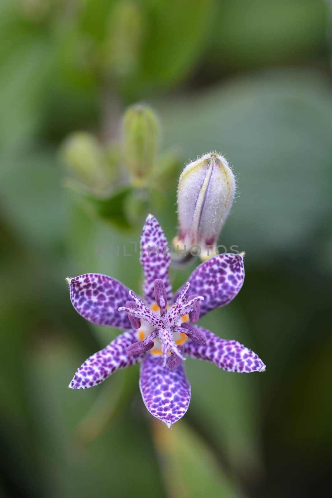 Hairy toad lily by nahhan