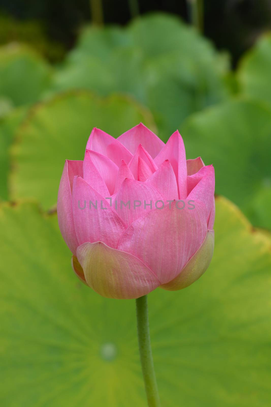 Sacred lotus by nahhan